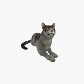 Cat European Shorthair 3D model 3D model